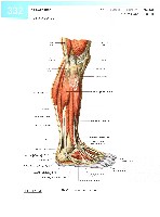 Sobotta  Atlas of Human Anatomy  Trunk, Viscera,Lower Limb Volume2 2006, page 339